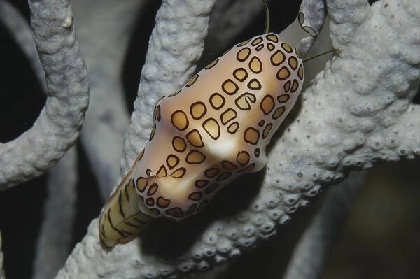 Flamingo Tongue (Cyphoma gibbosum), snail clearly showing spotted markings on a pink mantle with animal on sea rod, Cayman Brac, Cayman Islands, Caribbean