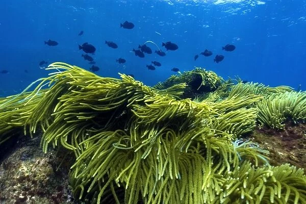 Green algae, Caulerpa racemosa and black durgon, Melichthys niger, schooling, St. Peter and St. Pauls rocks, Brazil, Atlantic