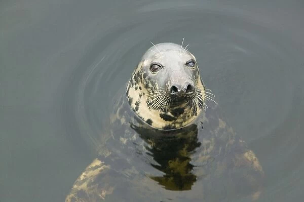 A Grey Seal in lochinver Harbour Sutherland Scotland UK