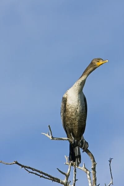 Juvenile double-crested cormorant (Phalacrocorax auritus) in Magdalena Bay between Isla Magdalena and the Baja Peninsula, Baja California Sur, Mexico. Note the light chest and neck in juveniles