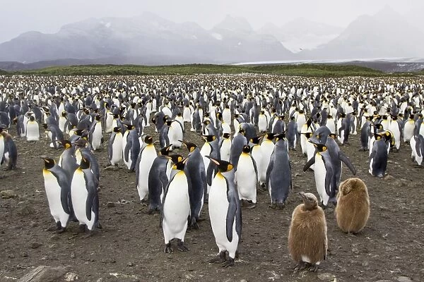 King Penguin (Aptenodytes patagonicus) breeding and nesting colonies on South Georgia Island, Southern Ocean. King penguins are rarely found below 60 degrees south, and almost never on the Antarctic Peninsula. The King Penguin is the second largest