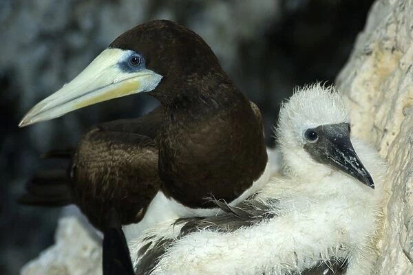 Male brown booby, Sula leucogaster, and chick, St. Peter and St. Pauls rocks, Brazil, Atlantic Ocean