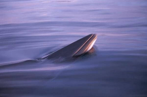 Minke whale (Balaenoptera acutorostrata) spy hopping in low light at sunset with rosturm visible. Husavik, Iceland