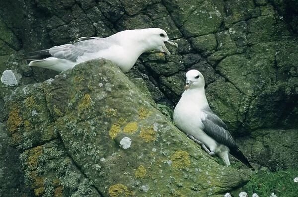 Northern fulmar (Fulmar glacialis) breeding pair on rocks Hebrides, Scotland