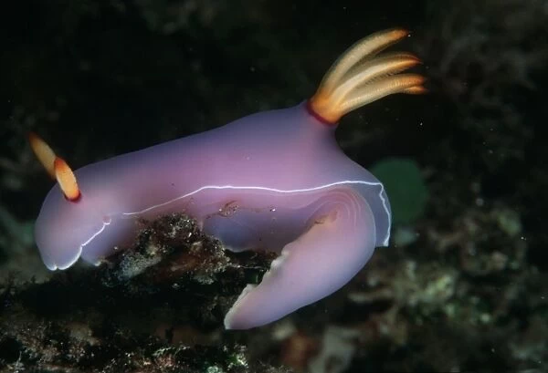 Nudibranch (Hyselodoris bullocki). Indo Pacific: Papua New Guinea
