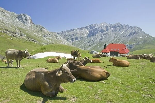 Old hunting lodge in the Picos de Europa mountains below Pena Vieja with cows on their summer high pastures