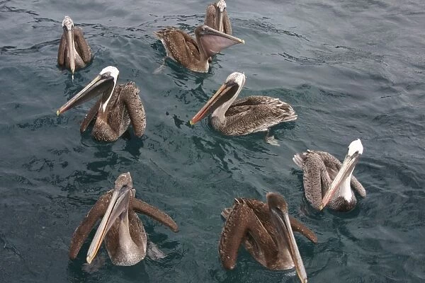 Pelicans. Galapagos. (RR)