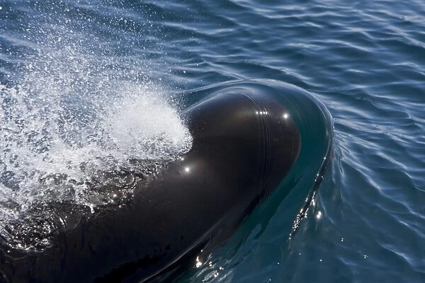 A pod of 40 to 50 short-finned pilot whales (Globicephala macrorhynchus) encountered southwest of Isla San Pedro Martir in the midriff region of the Gulf of California (Sea of Cortez), Baja California Norte, Mexico. Pilot whales exhibit striking
