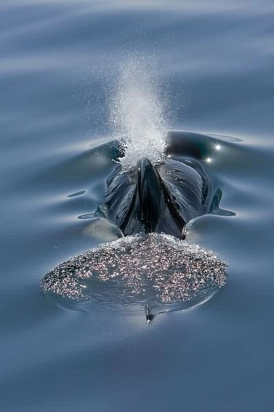 A pod of 40 to 50 short-finned pilot whales (Globicephala macrorhynchus) encountered SW of Isla San Pedro Martir in the midriff region of the Gulf of California (Sea of Cortez), Baja California Norte, Mexico. Pilot whales exhibit striking sexual