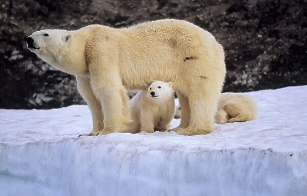 Polar Bear (Ursus Maritimus) mother protecting her two cubs. WilhelmOya, Svalbard