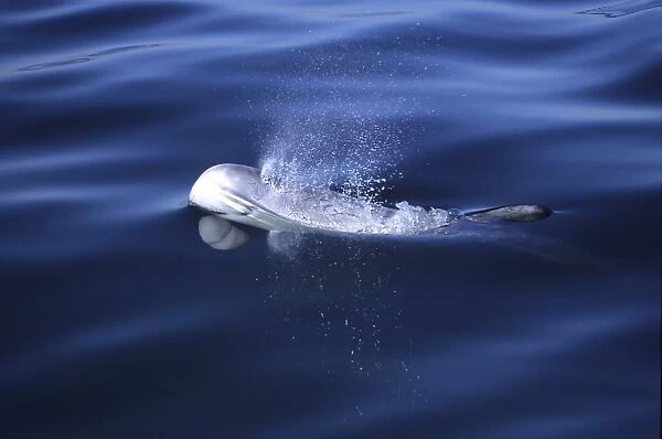 Rissos dolphin, Grampus griseus, close look at a calf surfacing and blowing, Monterey bay California, USA, Pacific ocean, national marine