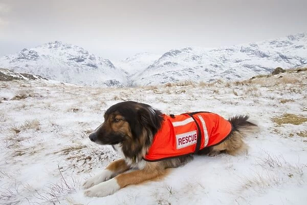 A SARDA (Search and Rescue Dog Association) dog on a search for a missing walker in the Lake District