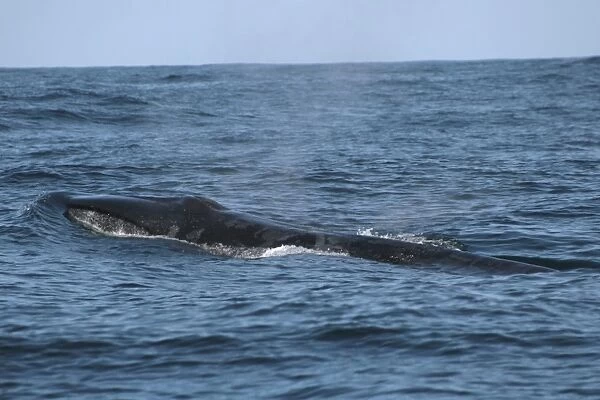 Sei Whale breaking the surface with interesting skin markings
