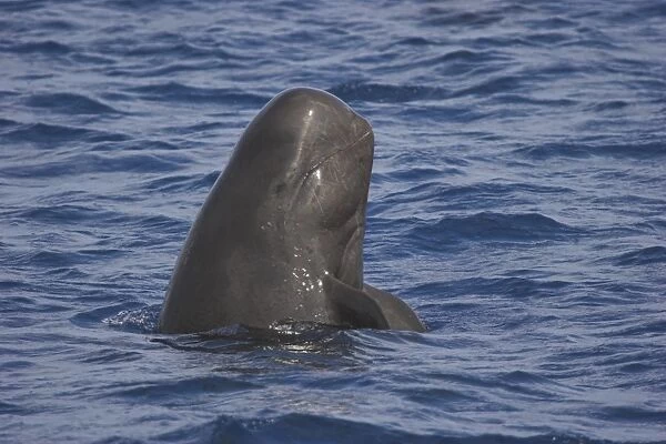 Short-finned pilot whale (Globicephala macrorhynchus). Spy-hopping animal showing head and mouth-line Maldives, Indian Ocean
