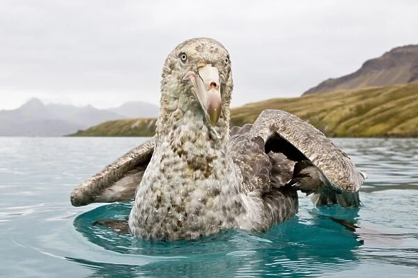 Southern Giant Petrel (Macronectes giganteus) and Northern Giant Petrel (Macronectes halli) tearing apart an Antarctic fur seal pup in the water at Grytviken on South Georgia, Southern Atlantic Ocean. The giant petrels are two large seabirds from