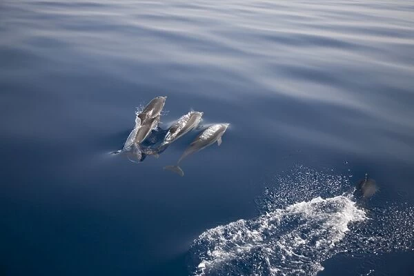 Three striped dolphins (Stenella coeruleoalba) breaking the surface. Greece, Eastern Med