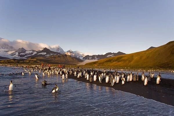 Sunrise on the king penguin (Aptenodytes patagonicus) breeding and nesting colonies at St. Andrews Bay on South Georgia Island, Southern Ocean. King penguins are rarely found below 60 degrees south, and almost never on the Antarctic Peninsula. The