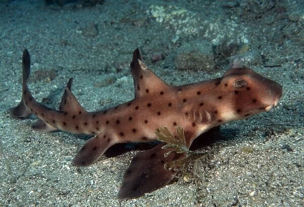 Swell shark (Cephaloscyllium ventriosum). USA, Channel Islands, CA