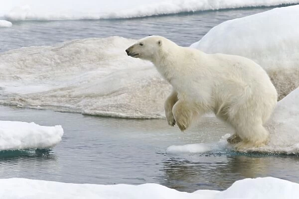 A young polar bear (Ursus maritimus) leaping from floe to floe on multi-year ice floes in the Barents Sea off the eastern coast of Edge ya (Edge Island) in the Svalbard Archipelago