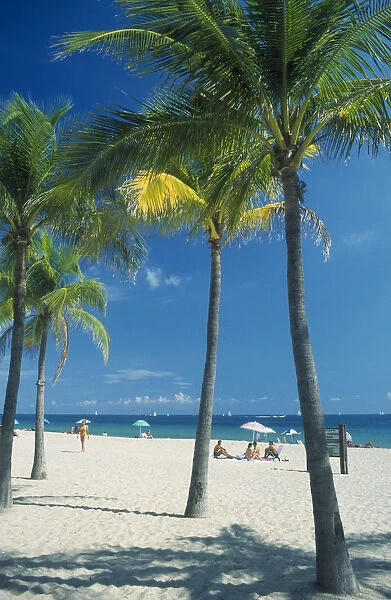 10003992. USA Florida Fort Lauderdale Quiet white sand beach lined by palm trees