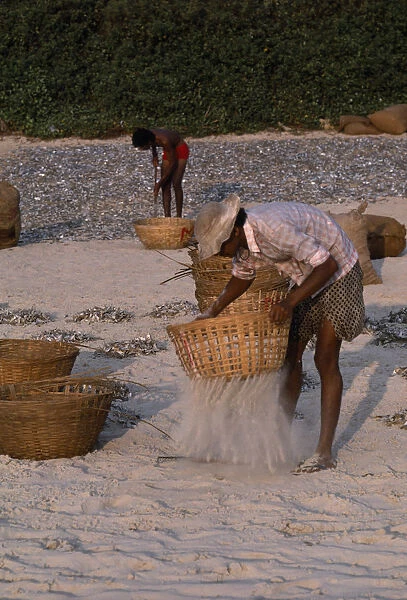 10007047. INDIA Goa Colva Beach Men sifting sand from sun dried fish in baskets