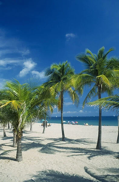 10027837. USA Florida Fort Lauderdale Palm trees on quiet sandy beach with few sunbathers