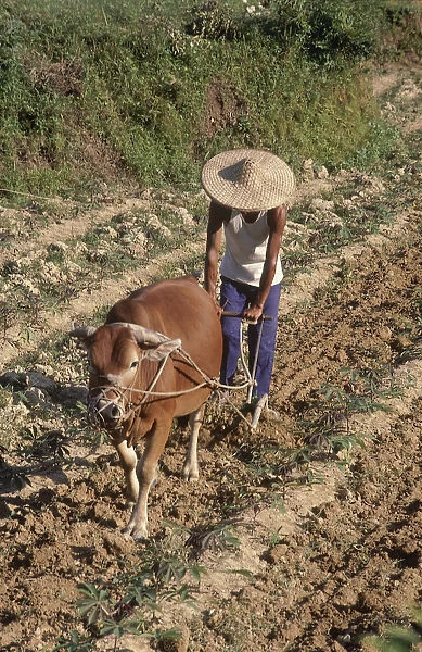 10028831. CHINA Guangxi Rongshui Man ploughing field with ox drawn plough