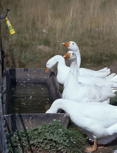 10041286. AGRICULTURE Farming Animals Geese Drinking From Trough