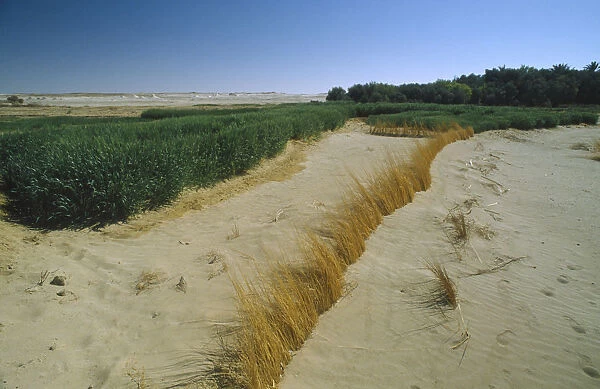 10061179. EGYPT Western Desert Farafra Wheat growing next to encroaching desert sands