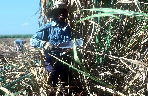 10064889. CUBA Pinar Del Rio Sugar Cane harvest worker cutting down crops