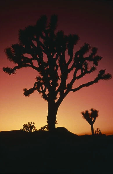 10082186. USA California Joshua Tree National Monument Joshua tree silhouetted at sunset