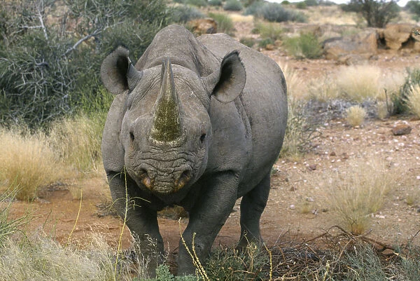 10095120. SOUTH AFRICA Augrabies Rhino Black rhinoceros portrait
