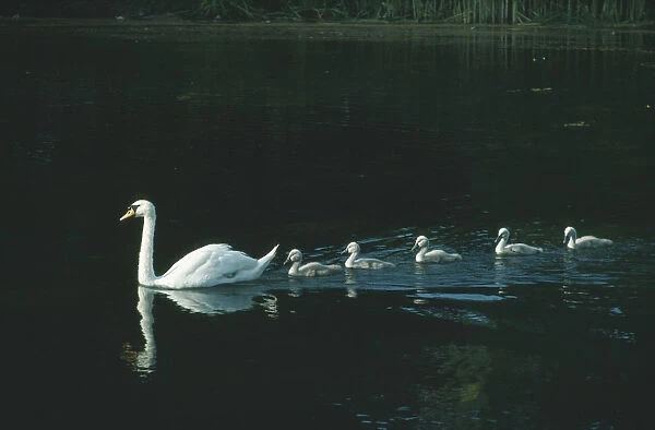 10126601. BIRD On Water With Chicks Swan with cygnets following in line in water