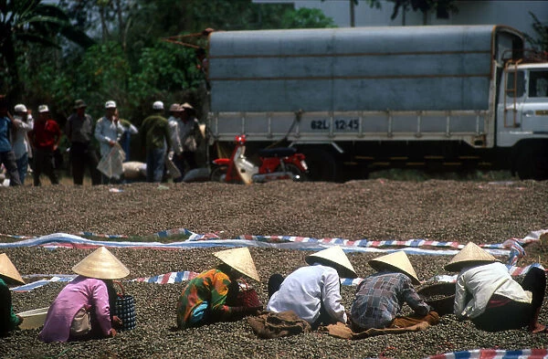 20016456. VIETNAM Farming Women sorting soya beans by hand on the ground