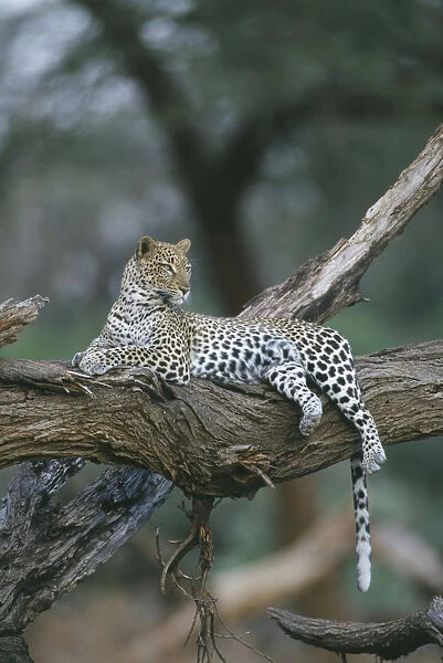 20016606. KENYA Samburu Animals Leopard. Single animal lying on tree branch