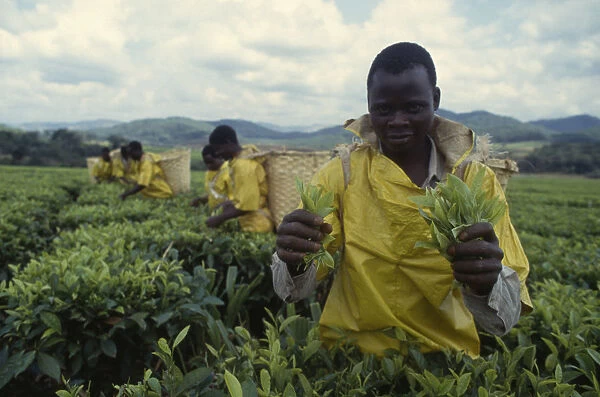 20017909. MALAWI Industry Workers on tea plantation