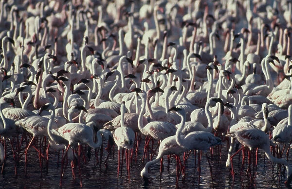 20040710. TANZANIA Ngorongoro Crater Lesser flamingo