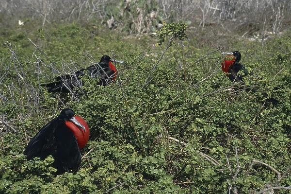 20042786. ECUADOR Galapagos Islands Tower Island Male Frigate birds sitting among bushes