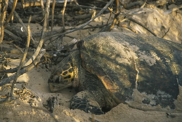 20044297. SEYCHELLES Frigate Island Hawksbill Turtle laying eggs