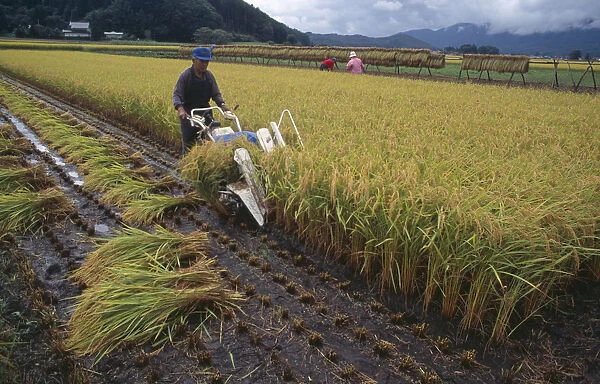 20060672. JAPAN Honshu Densho en Farmer using hand powered machine to harvest rice fields