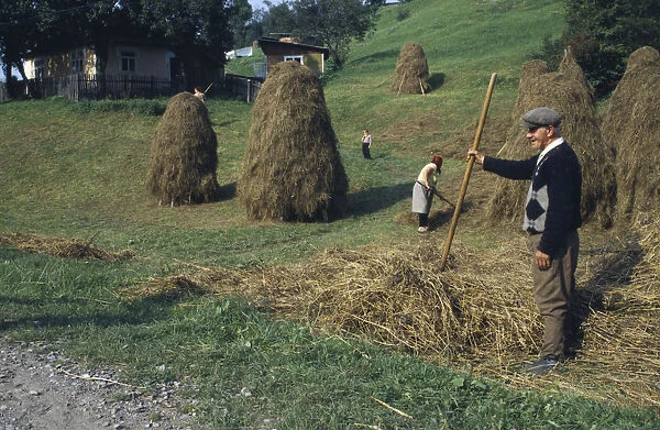 20061355. UKRAINE Farming Farmers working in field with traditional hayricks