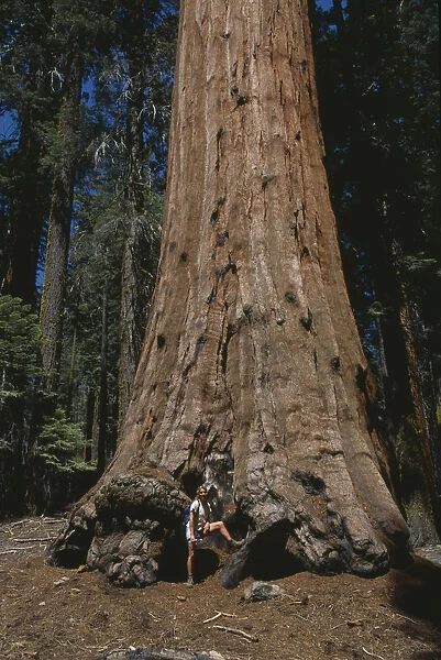 20064334. USA California Sierra Nevada Sequoia National Park