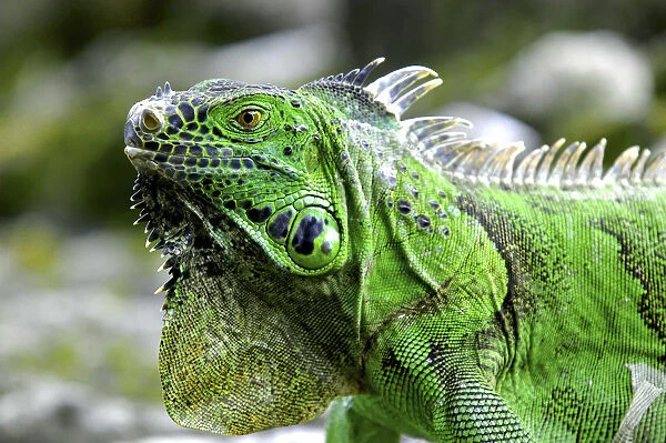 20064637. MEXICO Quintana Roo Cozumel Close up of a green Iguana