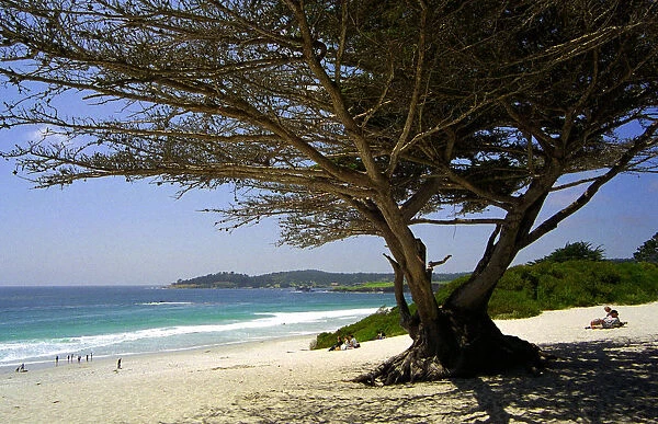20066472. USA California Carmel Carmel Beach with tree in the foreground