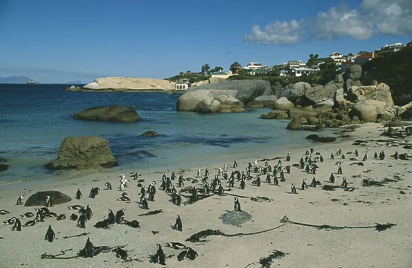 20067657. SOUTH AFRICA Western Cape Boulders Beach Coastline with sandy beach