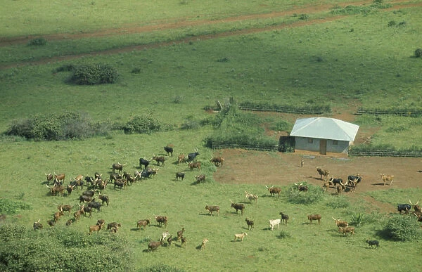 20070911. RWANDA Farmland Aerial view over Tutsi farmstead and longhorn cattle. Watutsi