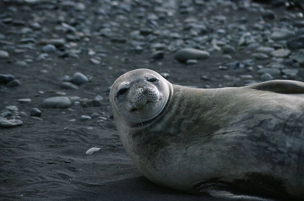 20074563. ANTARCTICA Peninsula Region A Weddell seal lying on its back on the rocks