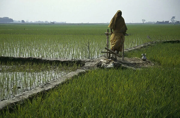 20074614. BANGLADESH Agriculture Peddle powered irrigation. Woman using a treadle pump