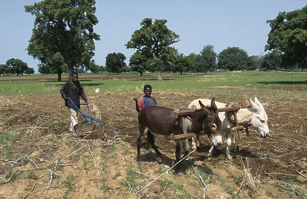 20075513. GHANA Farming Boys clearing land ready for cultivation using pair of donkeys