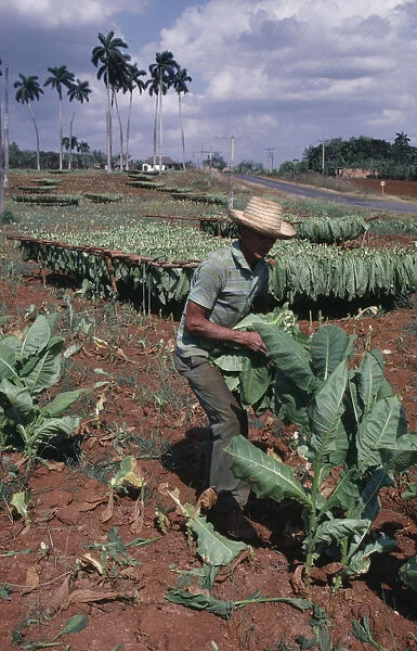 20078229. CUBA Pinar del Rio Man harvesting tobacco leaves by hand